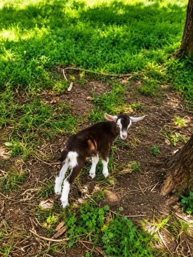 Cabrito toggenburg valor 1400,00 cada