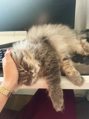 Gatinha persa procura namorado