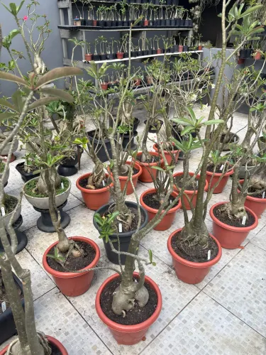 Promoção imperdível: Combo 3 Rosas do Deserto Gigante