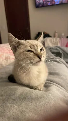 Gatinha para adoção responsável!