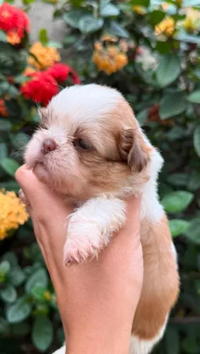 Filhote de Shihtzu Para Reserva Todas Fêmeas.