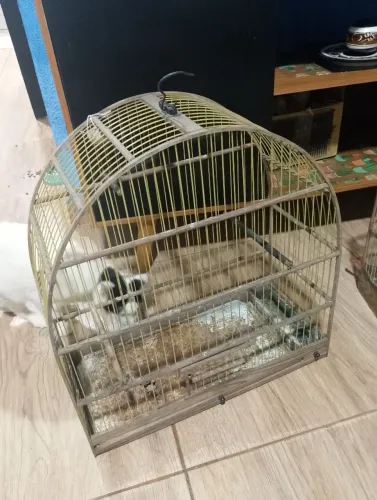 2 gaiola
