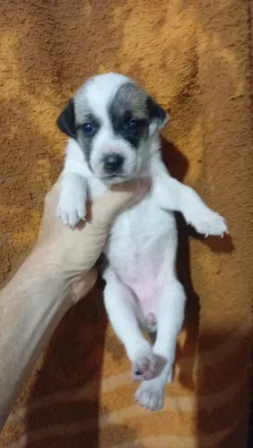 LINDA BORDER COLO COM PASTOR SO 120 REAIS