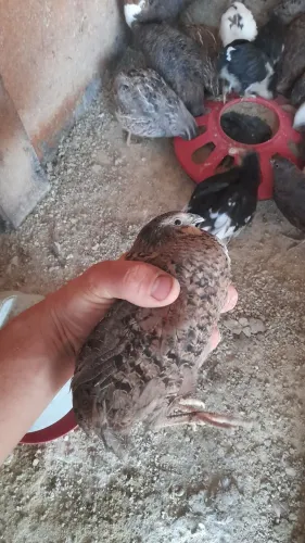 Codorna gigante