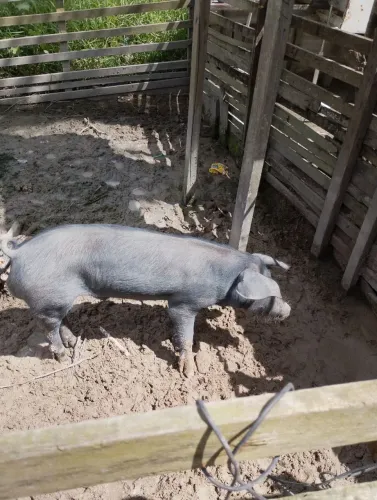 Porco barrão