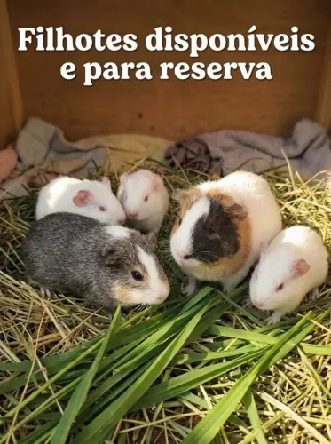 Porquinho da india 
