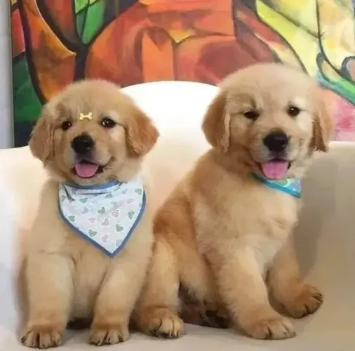 Golden Retriever Filhotes Puro Sangue.