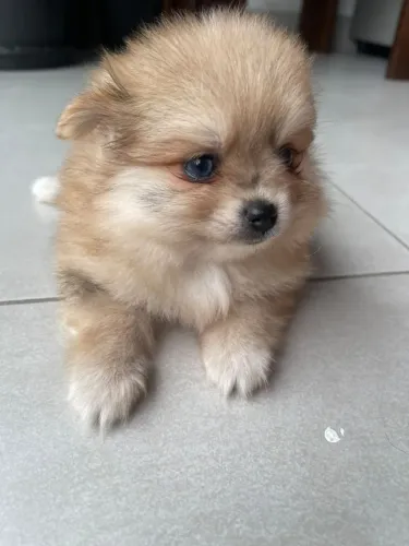 Femea Spitz Pomeranian 50 dias Red Merle olhos azuis