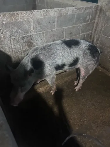 Vendo porcos