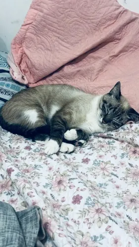 Doação de gato