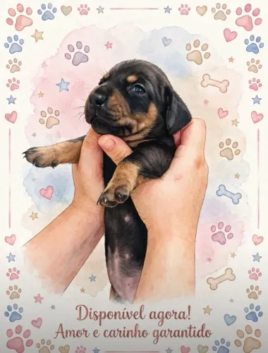Vende-se cachorrinhos salsicha
