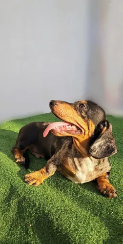 Dachshund I Salsicha Legítimo Ficará Desse Tamanho Pequeno Baixinho 12X 