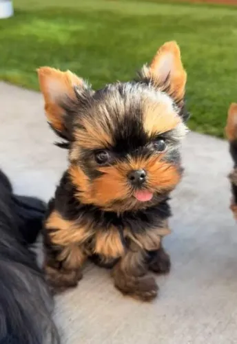 Yorkshire Terrier Filhotes Adestrados no Jornal. 