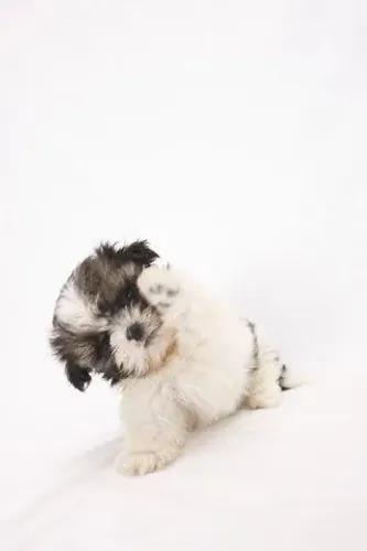 Filhote de Shih Tzu Cheio de Doçura Para Sua Família