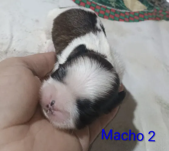 Filhotes shitzus machos