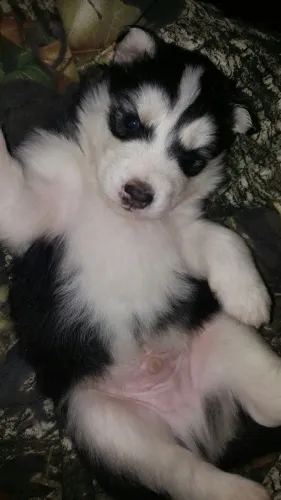 Husky siberiano companheiro