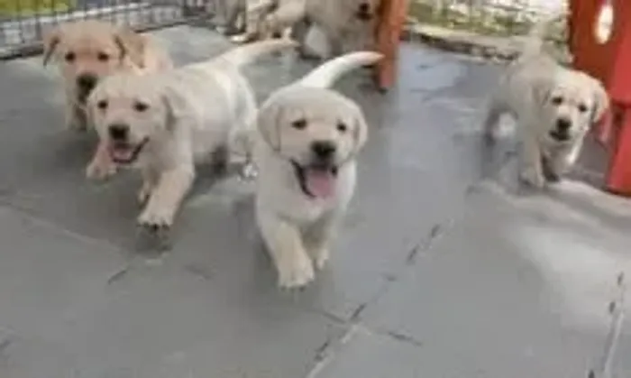 Labrador lindo e docil