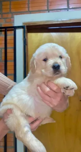 Golden Retriever,Golden Retriever Filhote Linda Linhagem Disponível