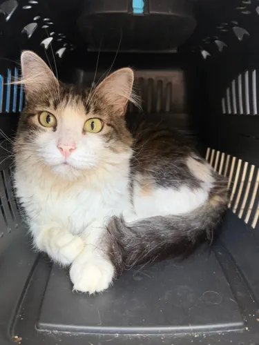 ADOÇÃO RESPONSÁVEL - UMA LINDA GATINHA PROCURA UM LAR!