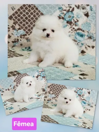 Spitz Alemão Luluzinhos