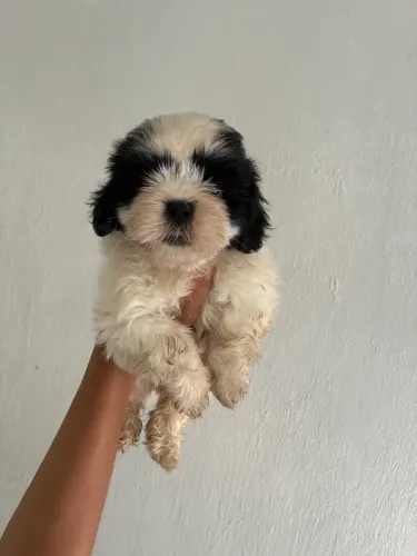 Filhote de Shihtzu fêmea