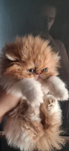 Filhotes gato persa