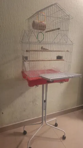 Gaiola para kalopsita