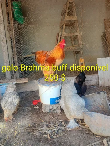 Frangos Brahma disponível 250$