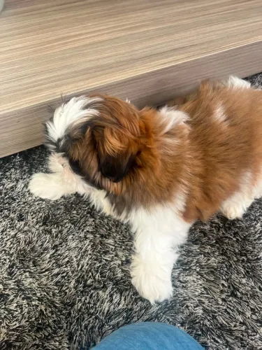 shihtzu filhote