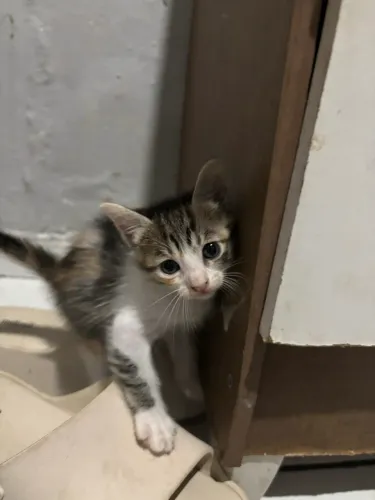 gatinhas para adotar