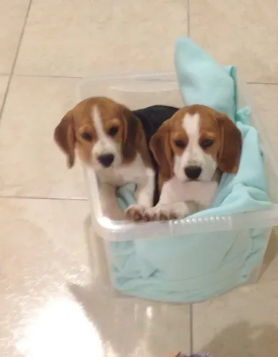 Filhotes De Beagle - Os Peludinhos Mais Fofos Da Cidade até Esperam 