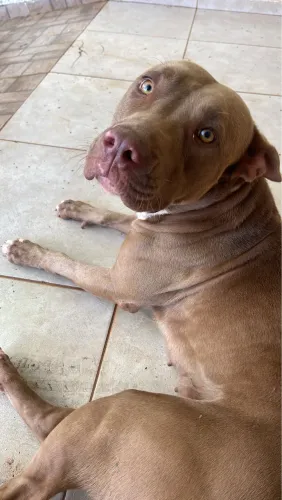 Filhote de pitbull