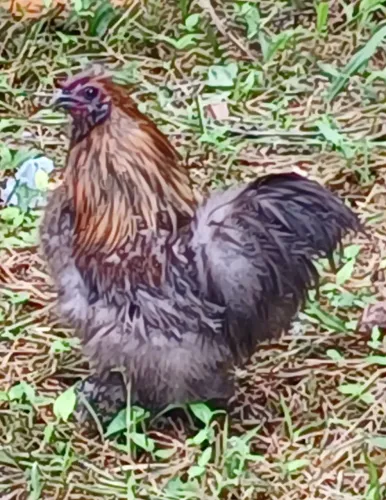 Troco Galo Sedoso Puro