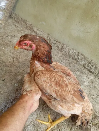 Galinhas índias a venda