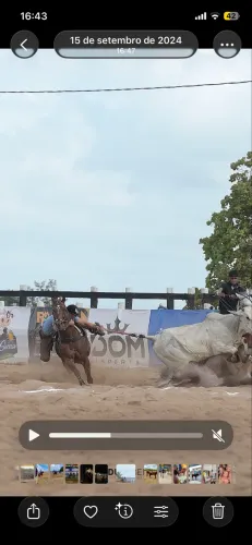 CAVALO DE VAQUEJADA PURO
