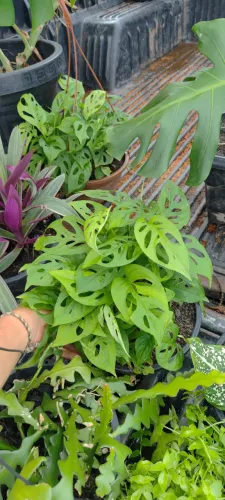 Plantas