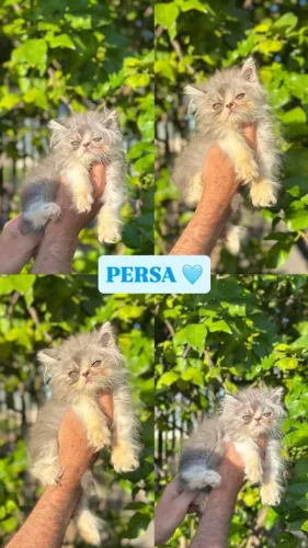 Gato Persa lindos filhotinhos com genética selecionada