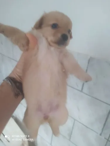 Filhotes de poodle com yorkshire a venda