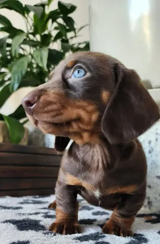 Basset - Lindos e Saudáveis com Pedigree!  