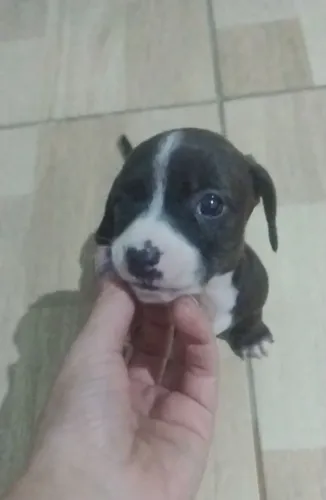 Filhote de dachshund (salsichinha)