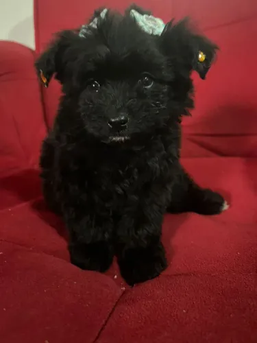 Vendo linda filhote poodle
