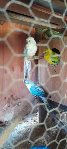 Gaiola