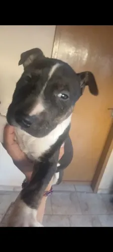 Vendo Filhotes Bull terrier Macho