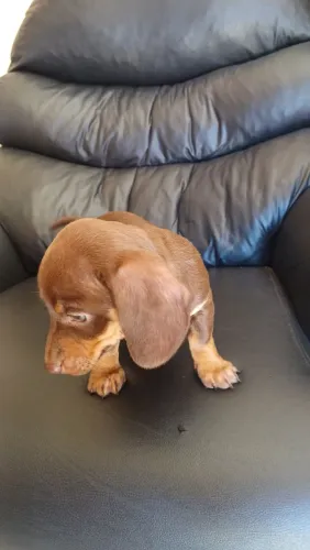 Basset  Dachshund  