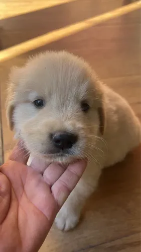 Golden Retriever (macho ) 