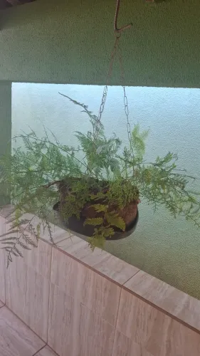 Planta samambaia Renda Portuguesa 