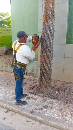 Podador de árvores  orçamento sem compromisso 