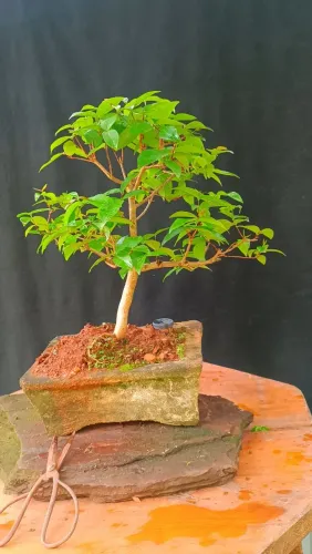Lindo Bonsai de pitanga!