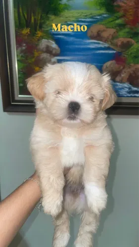 Filhote de shih Tzu