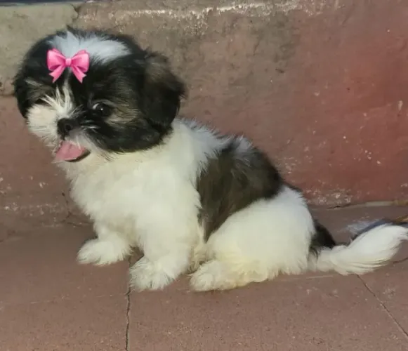 Lhasa Apso,Lhasa Apso Filhote Linda Linhagem Disponível
